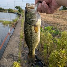 ラージマウスバス