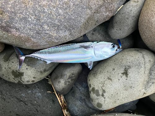 マルソウダの釣果