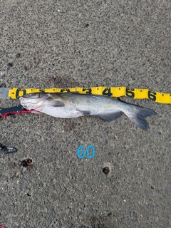 アメリカナマズの釣果