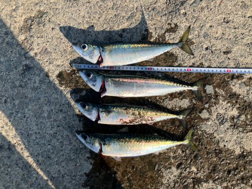 サバの釣果