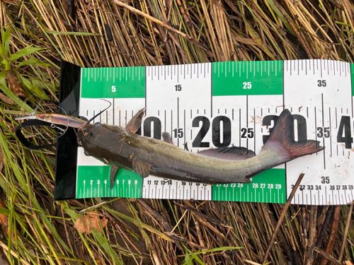 アメリカナマズの釣果