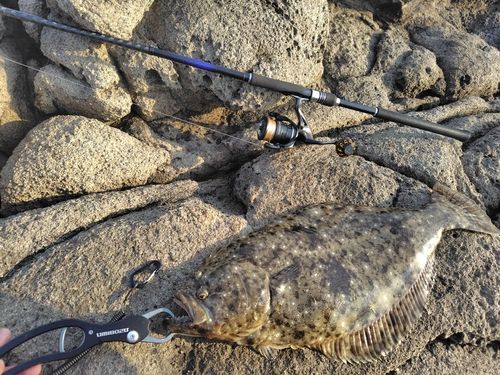 ヒラメの釣果