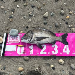クロダイ