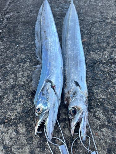 タチウオの釣果