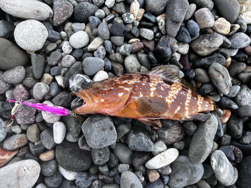 キジハタの釣果