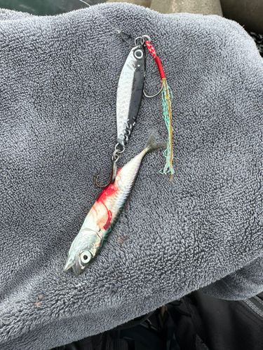 サバの釣果
