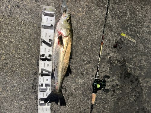 シーバスの釣果