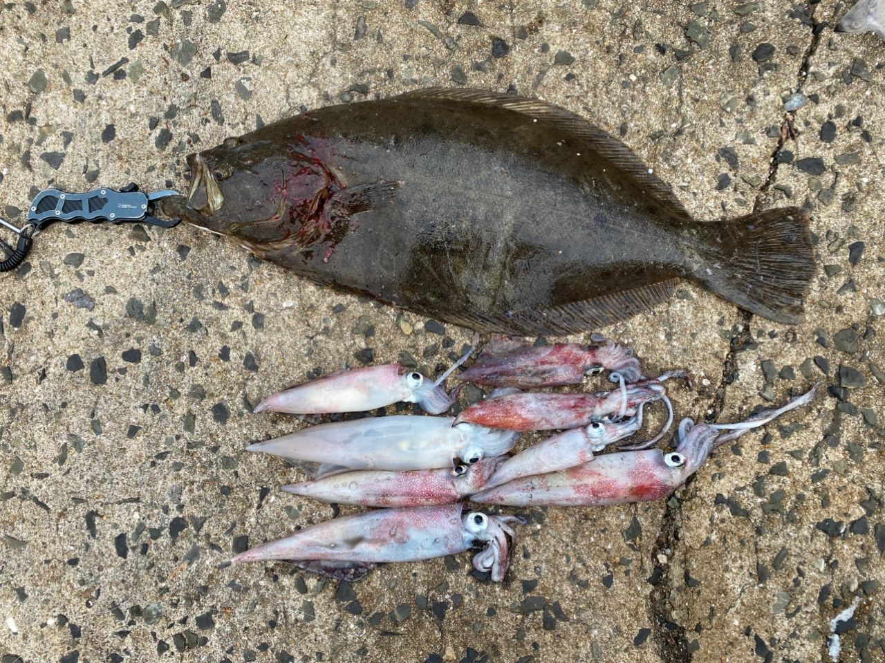ヒラメ