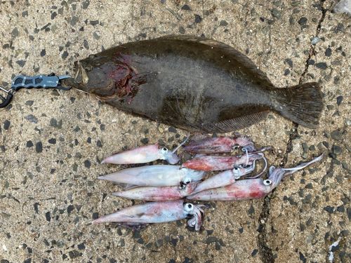 ヒラメの釣果