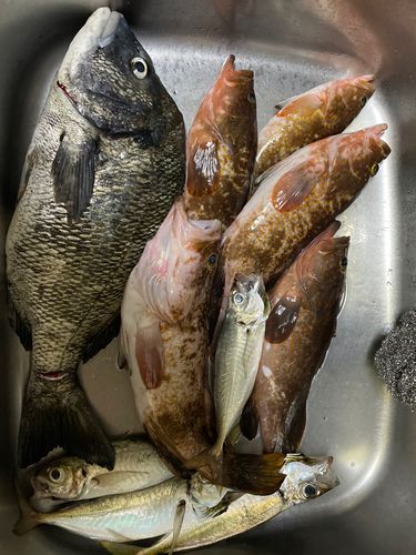 釣果
