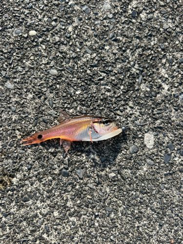 ネンブツダイの釣果