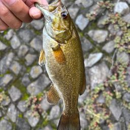 スモールマウスバス