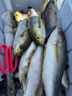 イサキの釣果