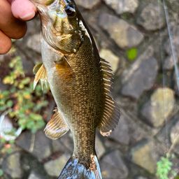 スモールマウスバス