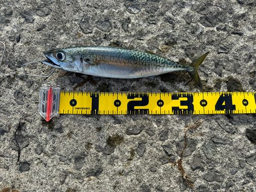 マサバの釣果