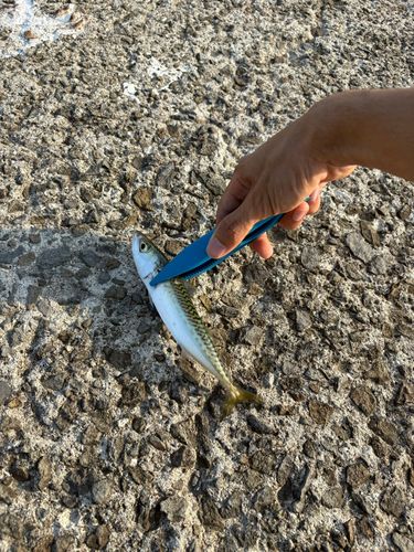 サバの釣果