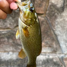 スモールマウスバス