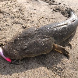 マゴチ