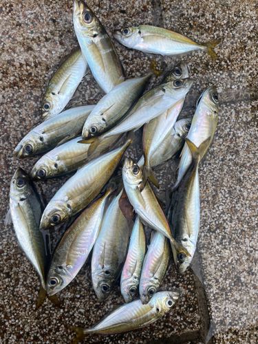 アジの釣果