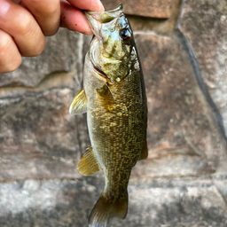 スモールマウスバス