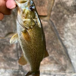 スモールマウスバス