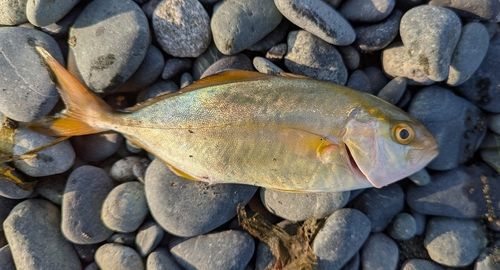ショゴの釣果