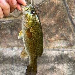 スモールマウスバス