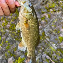 スモールマウスバス