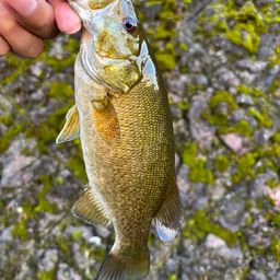 スモールマウスバス