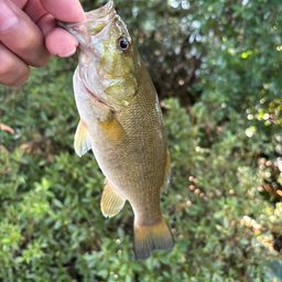 スモールマウスバス