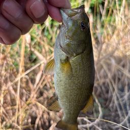 スモールマウスバス