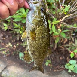 スモールマウスバス