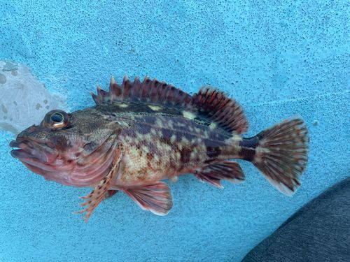 カサゴの釣果