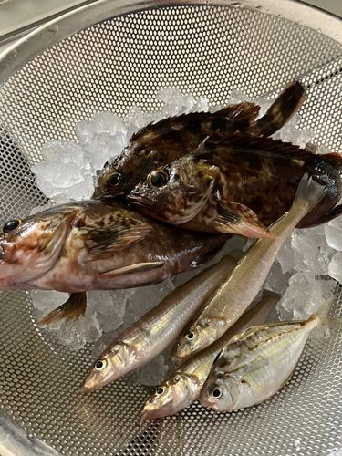 キスの釣果