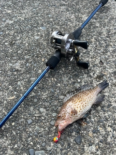 オオモンハタの釣果