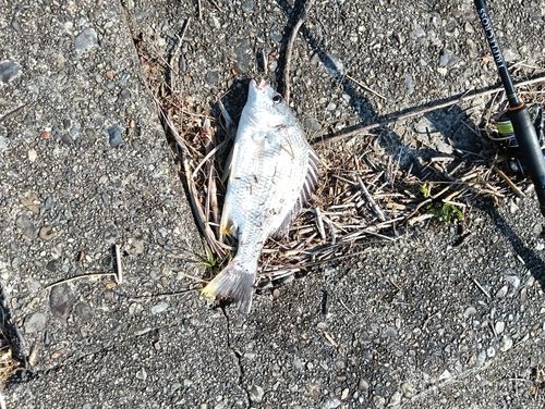 キビレの釣果