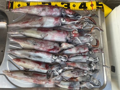 ケンサキイカの釣果
