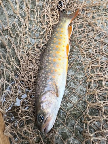 イワナの釣果