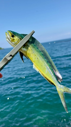 マルソウダの釣果