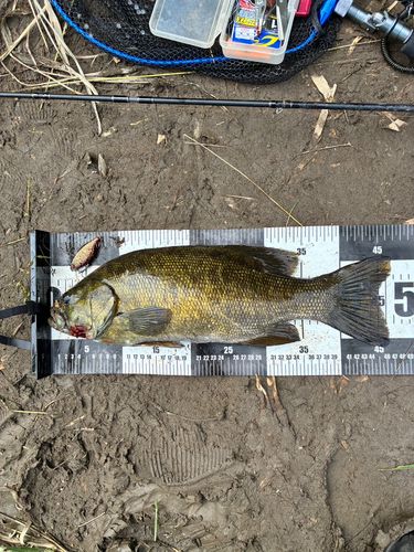 スモールマウスバスの釣果