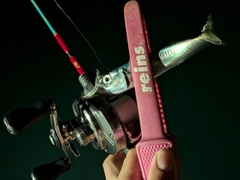 マサバの釣果