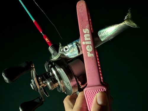 マサバの釣果