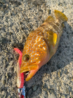 キジハタの釣果