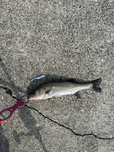 セイゴ（マルスズキ）の釣果