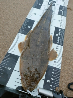 マゴチの釣果