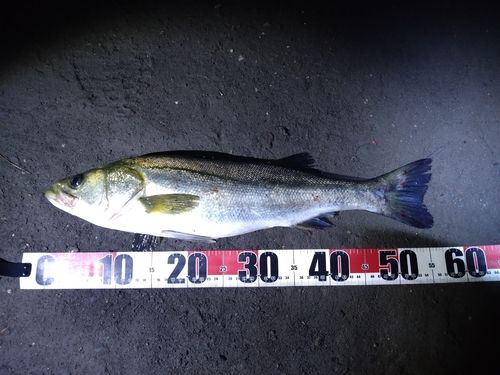 フッコ（マルスズキ）の釣果