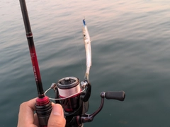 アカカマスの釣果