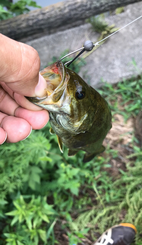 ラージマウスバスの釣果