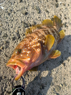 キジハタの釣果