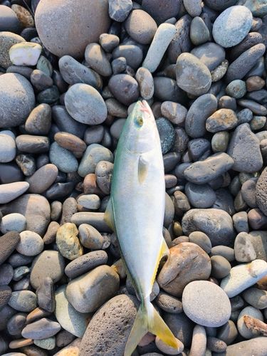 ワカシの釣果